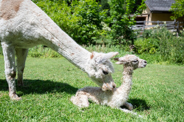 Alpaka schnuppert an neugeborenem Alpaka Baby im Gras liegend