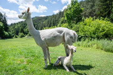 Neugeborenes Alpaka liegt zwischen den F&uuml;ssen seiner Mutter