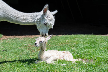 Alpaka schnuppert an Alpaka Baby