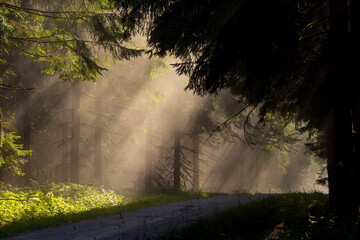 Waldweg