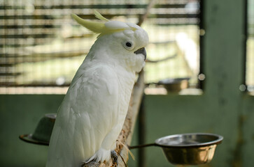 funny face of yellow crested cockatoo