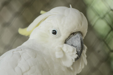 funny face of yellow crested cockatoo