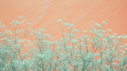 Pastel Peach Background with Delicate White Flowers