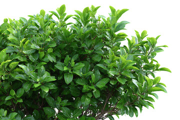 Lush green foliage of a dense shrub with glossy leaves isolated on transparent background
