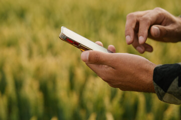 Close-up of a man's hands holding a smartphone with a wheat field in the background. Concept of...