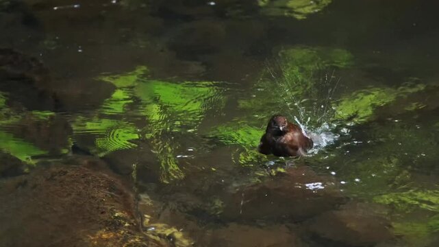 A Brown Dipper Taking a Bath.