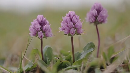 Three Purple Wildflowers Blooming in Meadow
