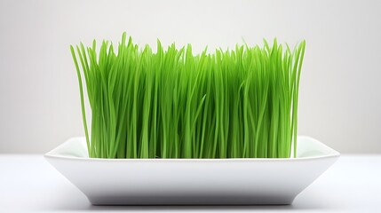 Vibrant Green Grass in White Square Dish Minimalist Nature Image