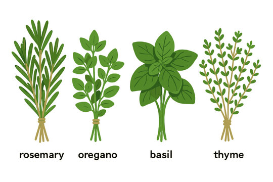 Herb plant collection vector illustration: rosemary, oregano, basil, thyme design for print or poster
