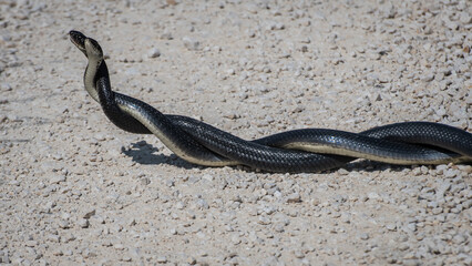 Green whip snakes mating