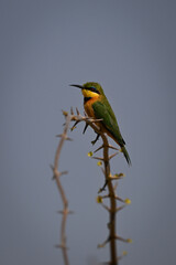 Little bee-eater on thorny branch watches camera