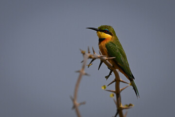 Little bee-eater on thorny bough in profile
