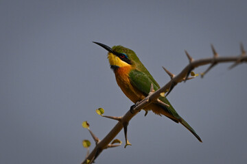 Little bee-eater on thorny branch watching camera