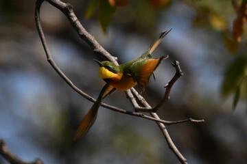 Little bee-eater taking off from curving branch