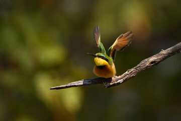 Little bee-eater taking off from dead tree
