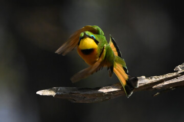 Little bee-eater takes off twisting in mid-air