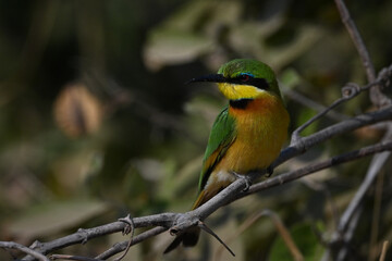 Little bee-eater turning head on leafy branch