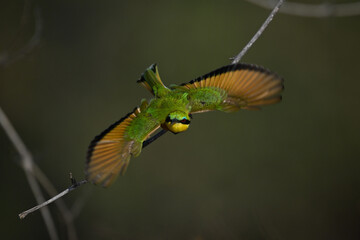 Little bee-eater takes off spreading blurred wings