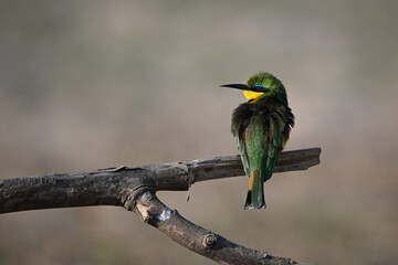 Little bee-eater turns head left on branch