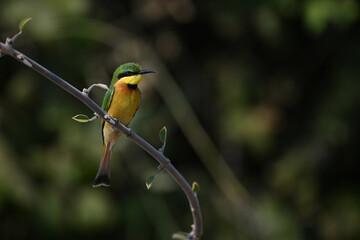 Little bee-eater turns head on leafy bough
