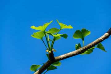 Bright green  Ginkgo tree (Ginkgo biloba), known as ginkgo or gingko leaves sprout from branch against clear blue sky, showcasing new growth and vibrant life. Nature concept for design