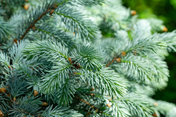 Close-up lush Silver-blue needles of a Christmas tree as background. Blue spruce Picea pungens Hoopsii with new growth in ornamental garden. Nature concept for spring or Christmas design