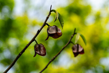 Two branches with purple and green flowers of Asimina triloba or pawpaw in spring garden against green blurred backdrop. Spring concept of waking up nature. Beginning of new life. Close-up