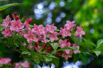 Cluster of delicate pink flowers Weigela hybrida Rosea in full bloom, set against backdrop of lush green foliage, with soft bokeh lights adding magical touch to serene garden scene