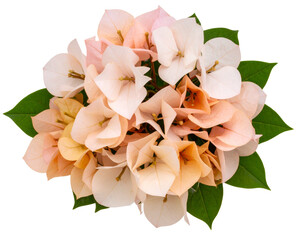 Soft Pastel Bouvardia Flower Bouquet, isolated on transparent background.