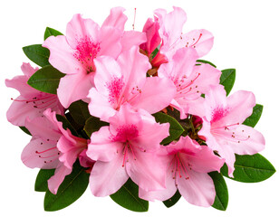 Azalea Flower Corner Cluster with Leaves and Buds, isolated on transparent background.