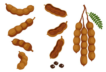 Tamarind vector illustration flat cartoon icon isolated on white.Vector eps 10. perfect for wallpaper or design elements	