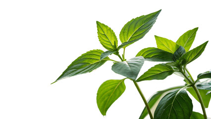 Fototapeta premium Bai Horapa (Thai Basil), isolated transparent background