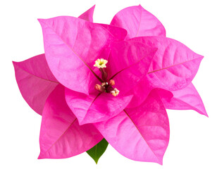 Elegant Bouvardia Flower Bloom with Green Stem, isolated on transparent background.
