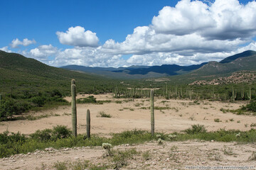 Fototapeta premium Expansive desert landscape featuring cacti under a bright blue sky