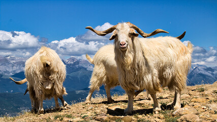 goat in the mountains