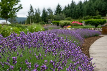 Fototapeta premium Lavender field in full bloom with serene garden backdrop in spring