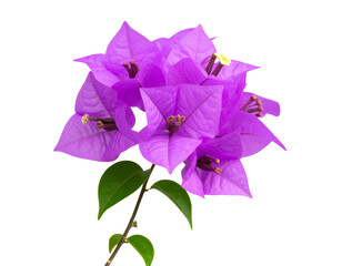 Minimalist Bouvardia Flower Stem with Single Blossom, isolated on transparent background.