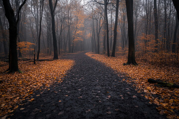 Path meanders through a misty autumn forest with fallen leaves