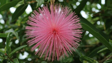 Obraz premium Vibrant pink blossoms of the shaving brush tree