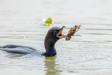 Giovane di cormorano che preda un gambero di lago.