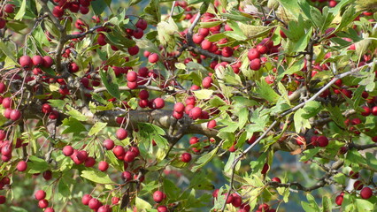 Hawthorn berries on the branches of a tree in autumn.