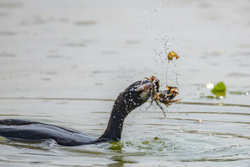 Giovane di cormorano che preda un gambero di lago.