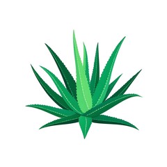 Vibrant green aloe vera plant with spiky leaves isolated on white background