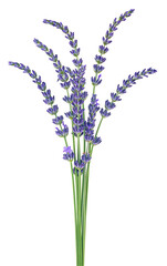 Lavender flower sprigs isolated on a white background. Bouquet of fresh lavenders.