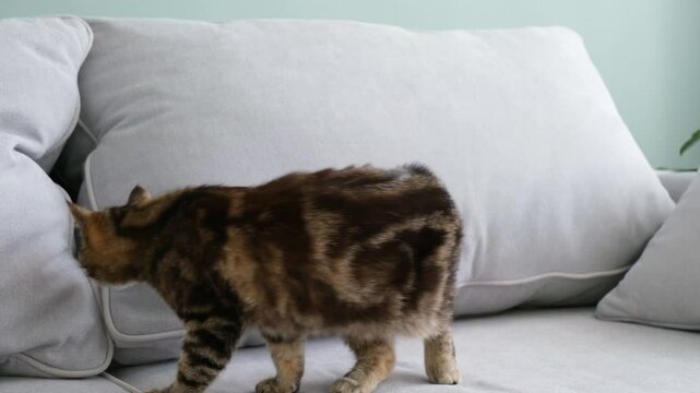 The cat is scratching with his paw. The pet has fleas.
