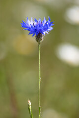 Single corn flower with blurred background . High quality photo