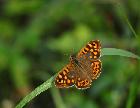 Wall Brown Butterfly - Lasiommata megera. Warming in the sunlight on a blade of grass. Early spring. Oeiras, Portugal.