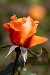 Fototapeta premium Side profile of orange rose with blurred background . High quality photo