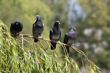 Group of rock doves perched on willow branch. High quality photo