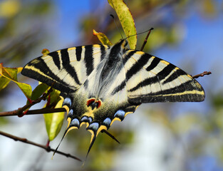Scarce Swallowtail - Iphiclides podalirius. Sighted Oeiras, Portugal. Overwing view. Perched on a pomegranate tree.